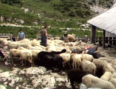 6795333107686687_nasko-kriznar_slike-iz-trente_2.jpg